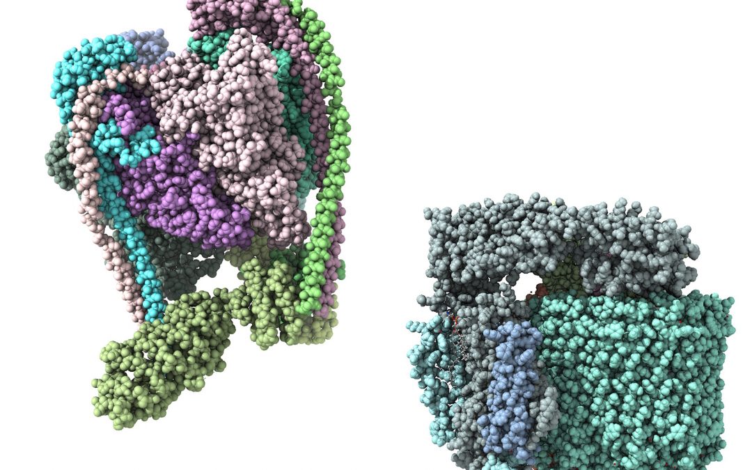 Can understanding V-ATPase help fight disease and ageing?