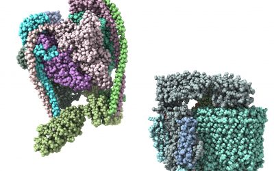 Can understanding V-ATPase help fight disease and ageing?