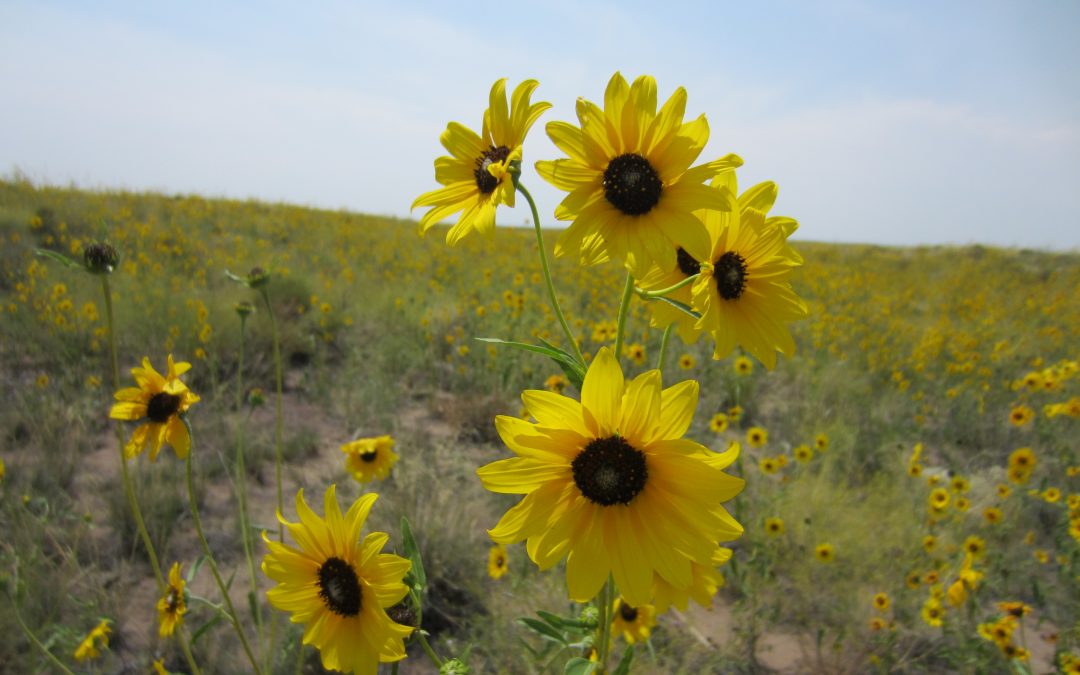 Sunflower speciation: how do new species evolve?