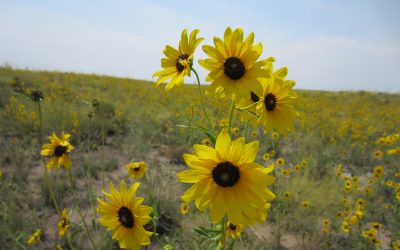 Sunflower speciation: how do new species evolve?
