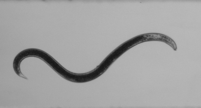 An entomopathogenic nematode