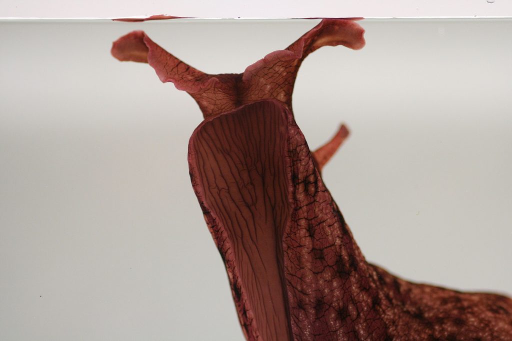 Aplysia are a type of marine mollusc