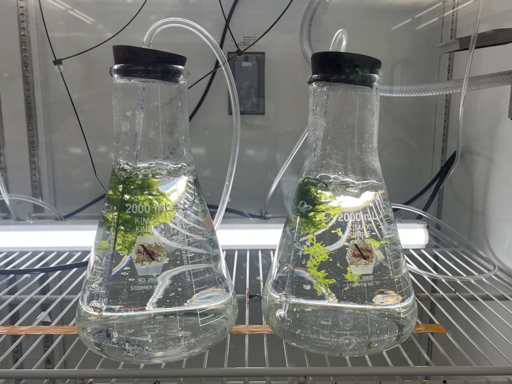 Miscroalgae is grown