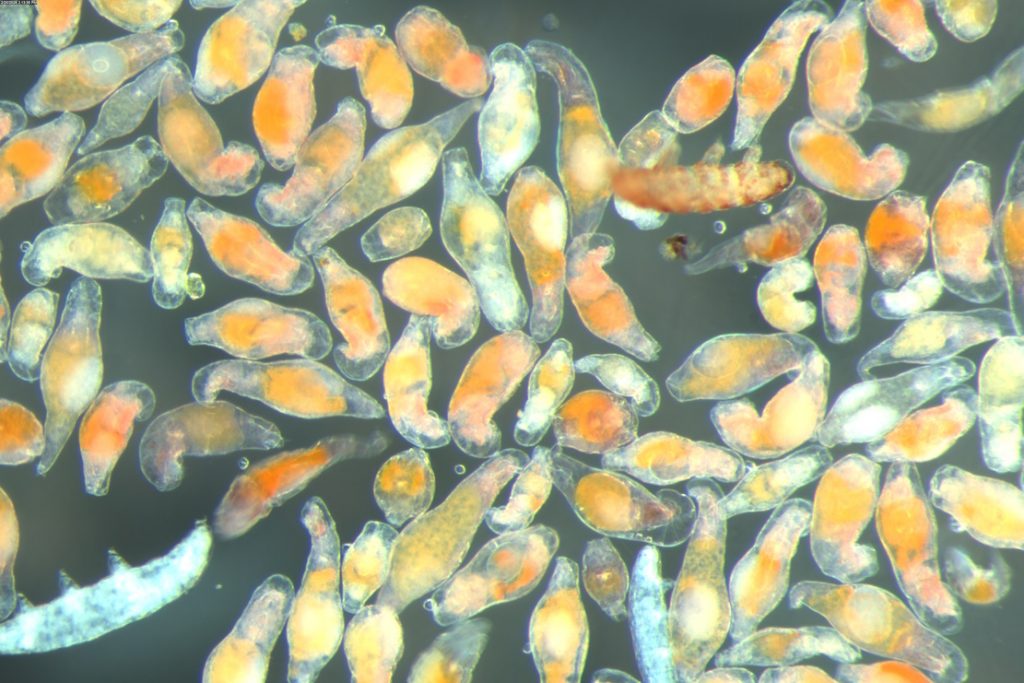 Rotiferans