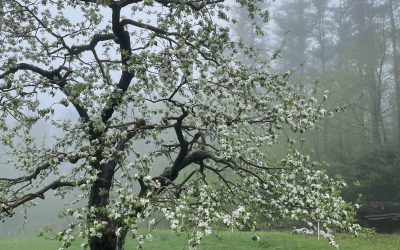 How does forest composition affect pollination in nearby apple orchards?