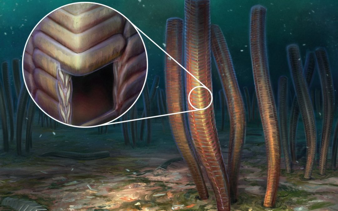Time-travelling detectives: how are palaeontologists studying ancient organisms?