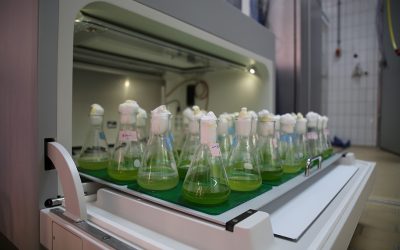 Uncovering the biotechnological potential of microalgae