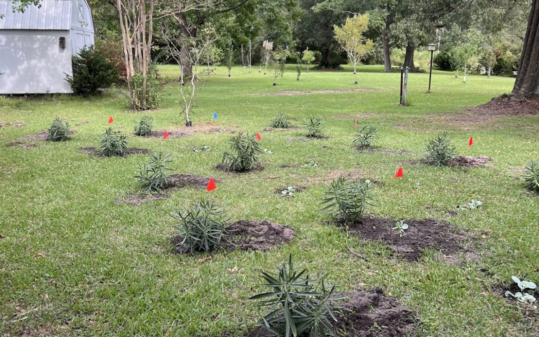 Plant power: how can phytoremediation help tackle pollution?