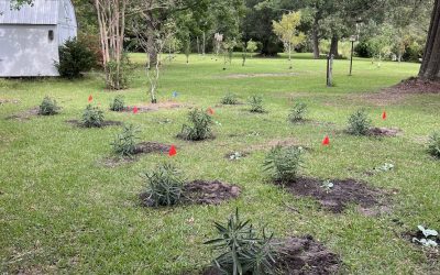 Plant power: how can phytoremediation help tackle pollution?